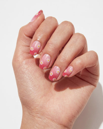 Coral Daisy