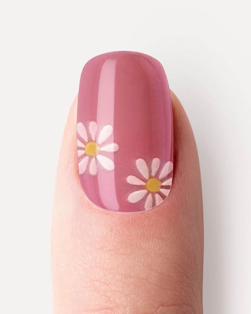 Coral Daisy