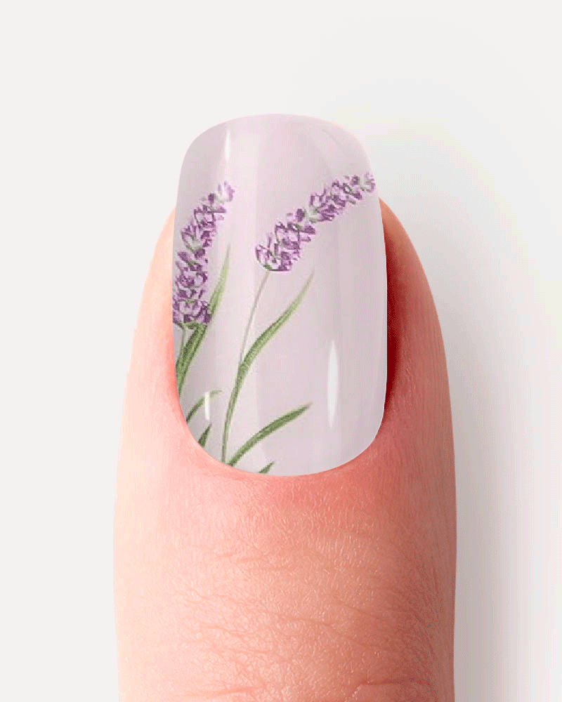 Fleurs de lavande